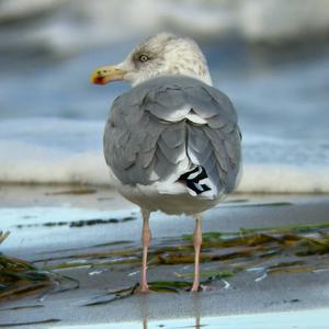 Herring Gull