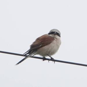 Red-backed Shrike