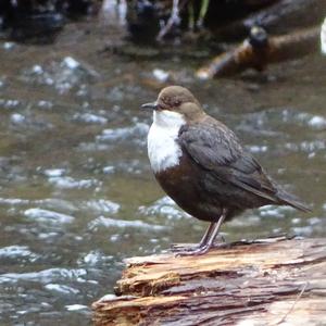 White-throated Dipper