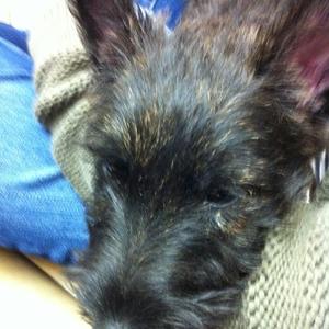 Scottish Terrier