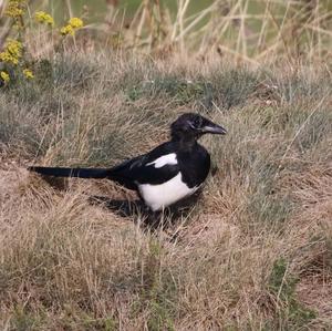 Black-billed Magpie