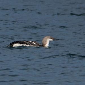 Arctic Loon