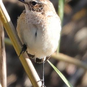 Whinchat