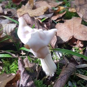 Fluted White Helvella