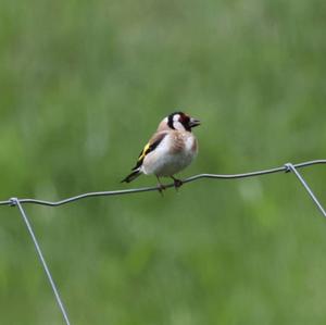 European Goldfinch