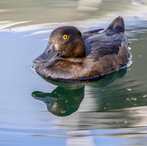 Tufted Duck