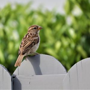 American Tree Sparrow