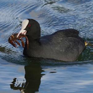 Common Coot