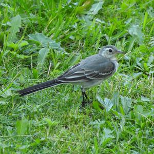 White Wagtail