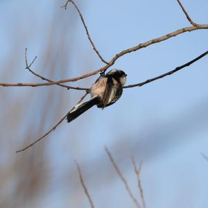 Long-tailed Tit