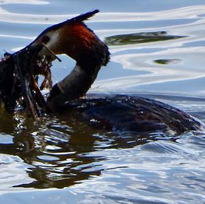 Great Crested Grebe