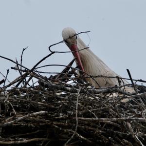 White Stork