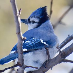 Blauhäher