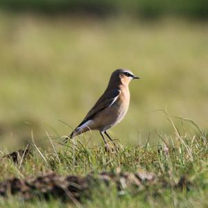 Northern Wheatear