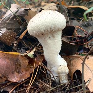 Gem-studded Puffball