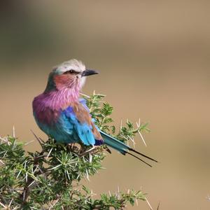 Lilac-breasted Roller