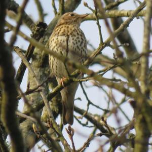 Song Thrush