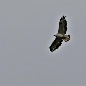 Common Buzzard