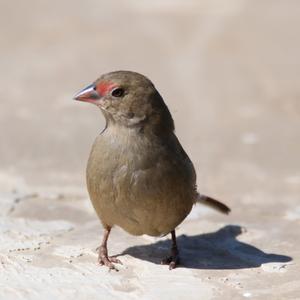 Black-rumped Waxbill