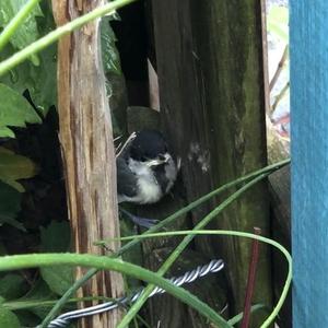 Great Tit