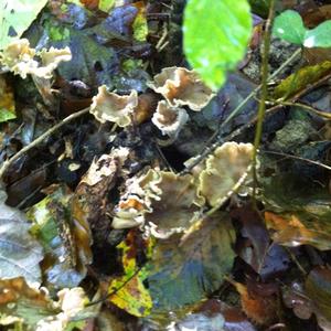 Wavy-caped Chanterelle