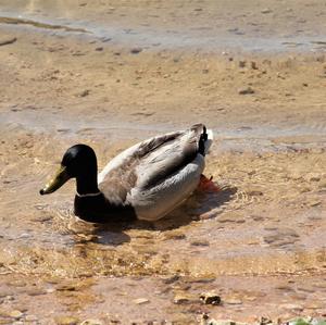 Mallard