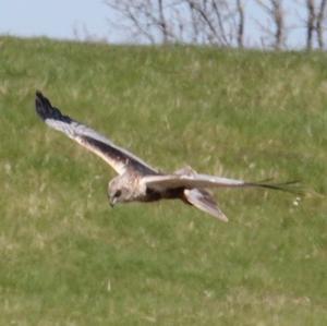 Western Marsh-harrier