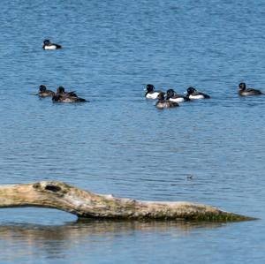 Tufted Duck