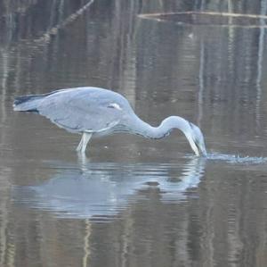 Grey Heron