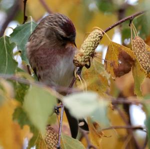 Common Redpoll