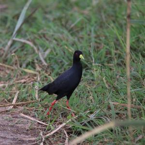 Black Crake