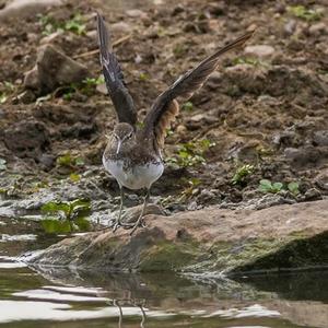 Waldwasserläufer