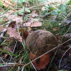 Dotted-stem Bolete