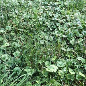 Ground-Ivy