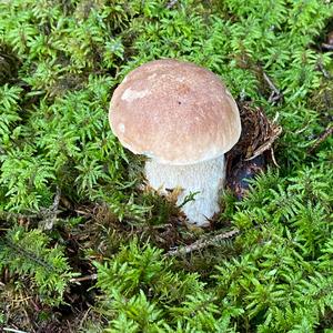 King Bolete