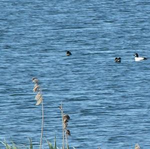 Common Goldeneye