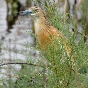 Squacco Heron