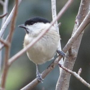 Willow Tit