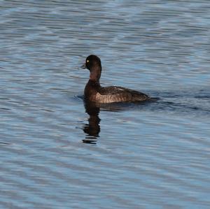 Tufted Duck