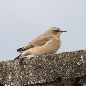 Northern Wheatear