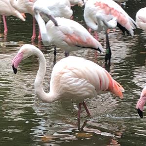 Greater Flamingo