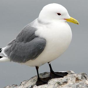 Black-legged Kittiwake