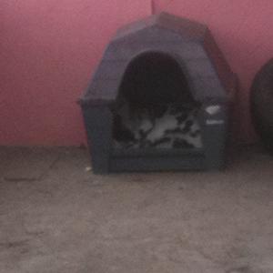 Unknown Breed