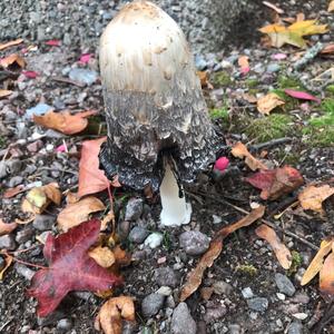 Shaggy Mane