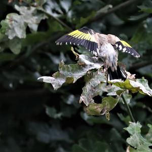 European Goldfinch