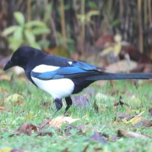 Black-billed Magpie