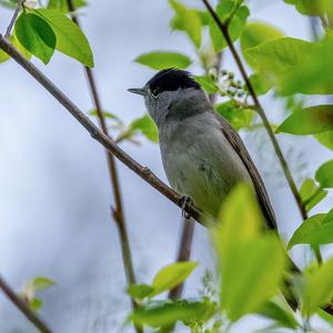 Blackcap