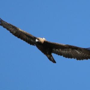 Steinadler