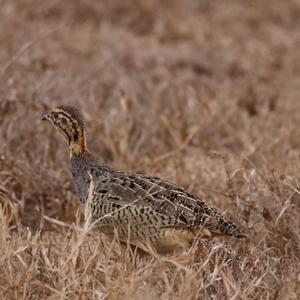 Schlegel's Francolin