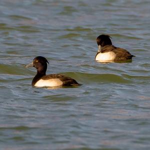 Tufted Duck